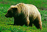 grizzly in a meadow
