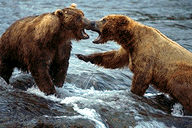 grizzlies at a river