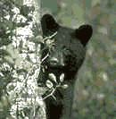black bear partially hidden behind a tree. 