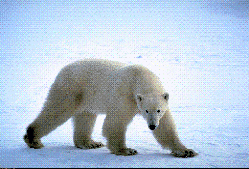 polar bear strolling
