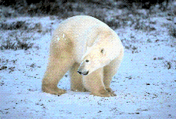 a polar bear picture