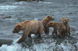 a grizzly family picture