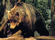 grizzly in the forest