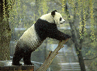 panda bear picture